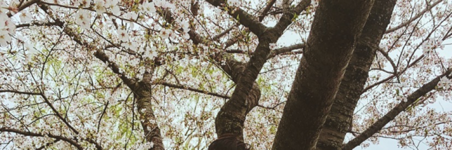 Cover image for post Springtime in the Capitol, by thequiettwin