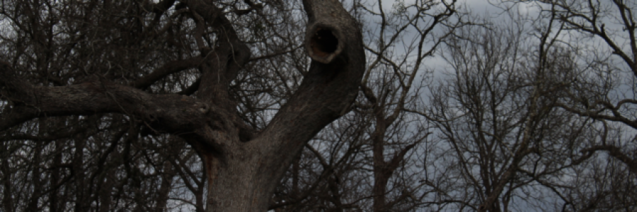 Cover image for post Loud Silence, by LoganDonovan8