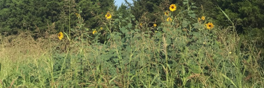 Cover image for post Wallflower, by Jhai