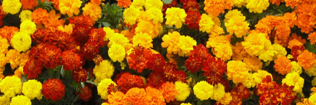 Cover image for post Gold Digger, by Jesuisamanda