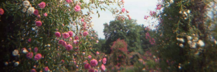 Cover image for post Words in the woods, by FiaA