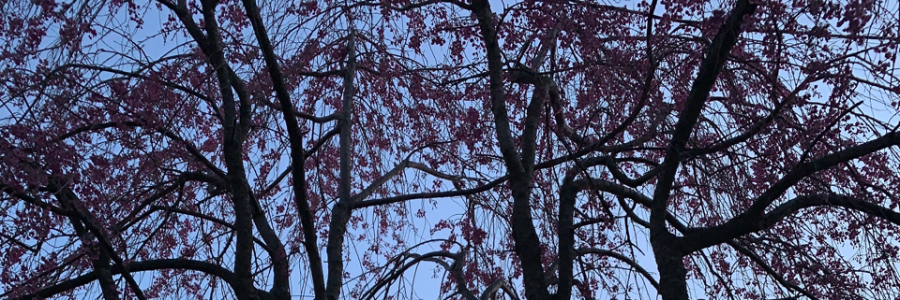 Cover image for post scotch (tape), by DOUBLE