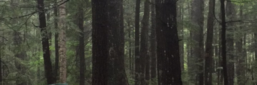 Cover image for post A monster of survival, by Justbrainstatic