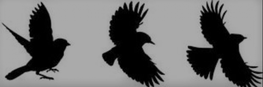 Cover image for post What The Sparrow Saw, by LizAwesome