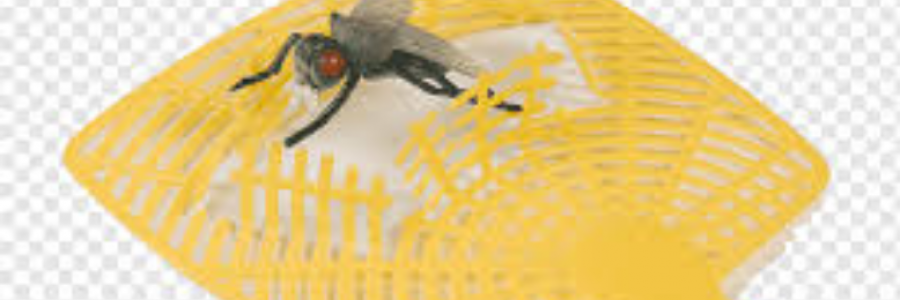 Cover image for post Flies, by sandflea68