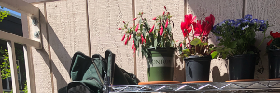 Cover image for post I don’t like wine but I want to, by Imnotawriter16