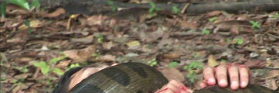 Cover image for post Anaconda, by Nida