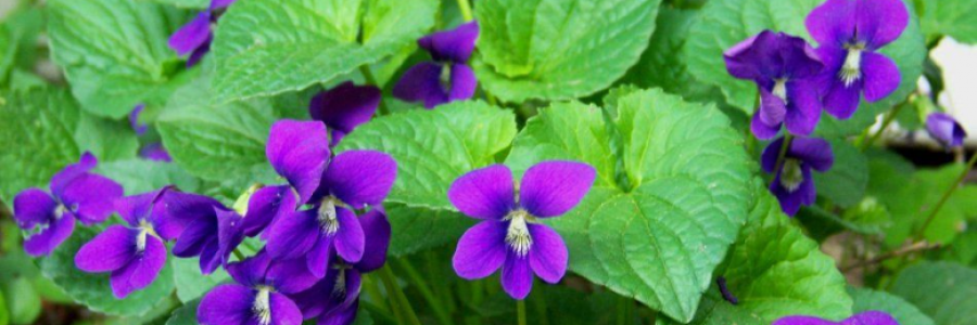 Cover image for post DIARY OF GEORGIA MY LIFE MY LOVE 4, by LittleSquirrel