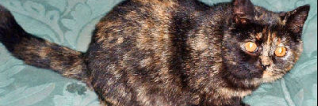 Cover image for post Untitled, by Gymnastics