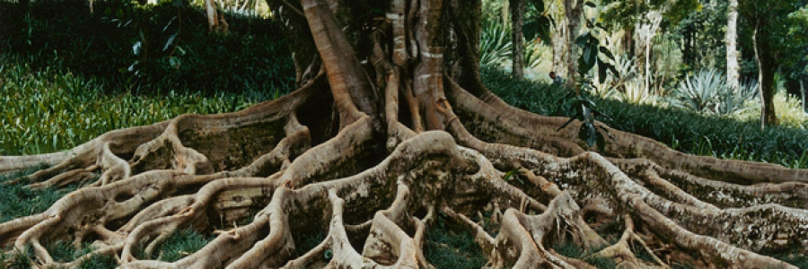 Cover image for post Rooted, by CeeNotea