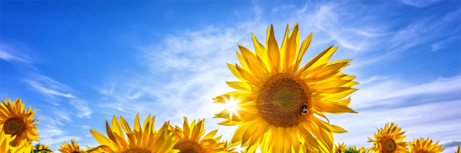 Cover image for post The Mother, by CeeNotea