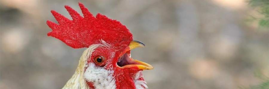 Cover image for post Flightless Mountain, by James