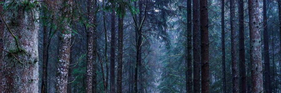 Cover image for post Whispers in the Wind, by Amber16