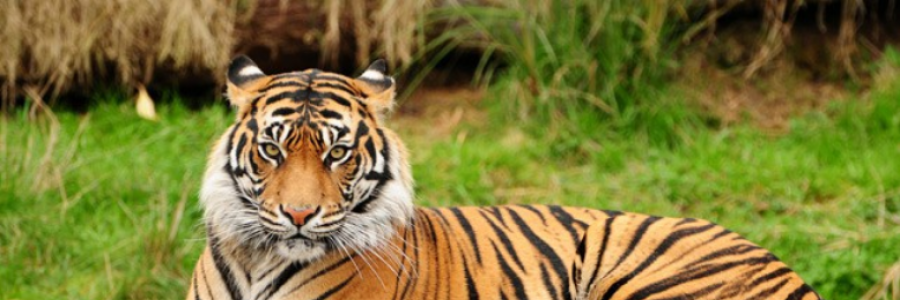 Cover image for post The Eyes Behind the Bars of a Cage, by Jules123