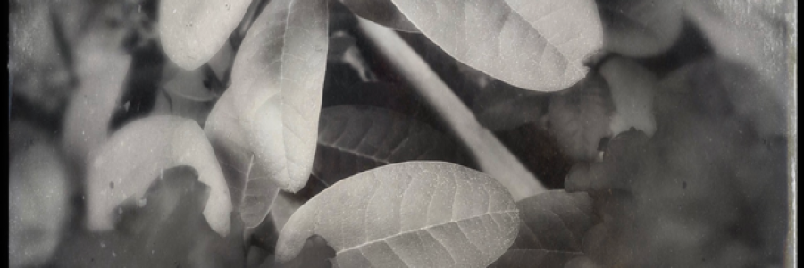 Cover image for post fight or flight, by Tuskntale