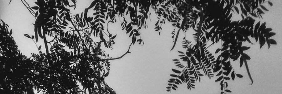 Cover image for post No Comment., by Adoring