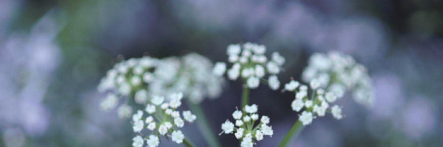 Cover image for post Of Earth & Bones., by NessaNix