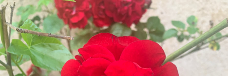 Cover image for post Unrealistic expectations, by Idontevenknow