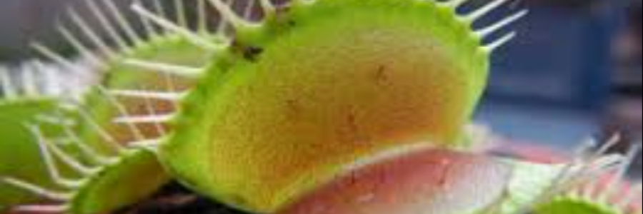 Cover image for post Green Revenge, by sandflea68