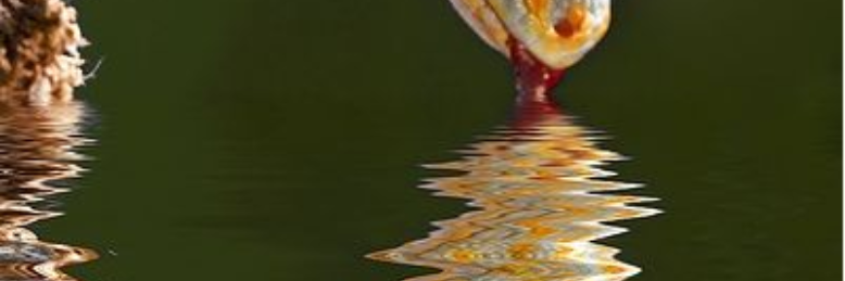 Cover image for post Life in Reverse, by sandflea68