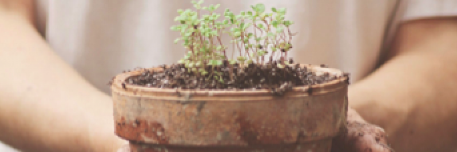 Cover image for post Growing a Beautiful Life/Flower, by TeaRise