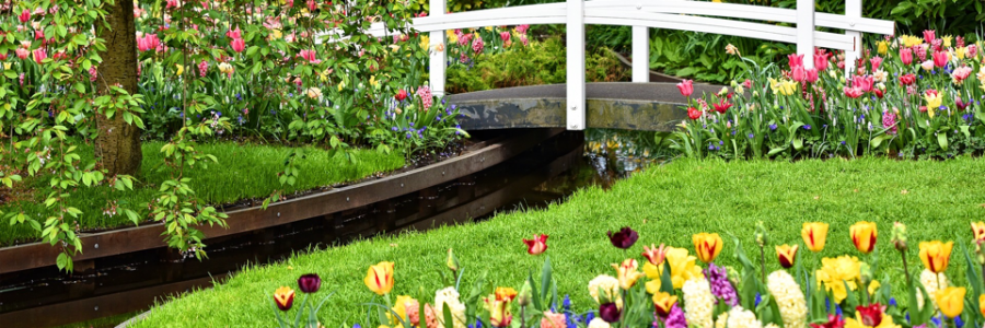 Cover image for post Backyard Symphony, by VT_Poetess