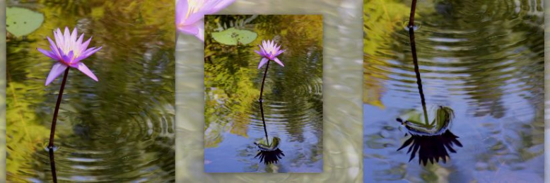 Cover image for post When Shadows Reflect, by MEsolushospes