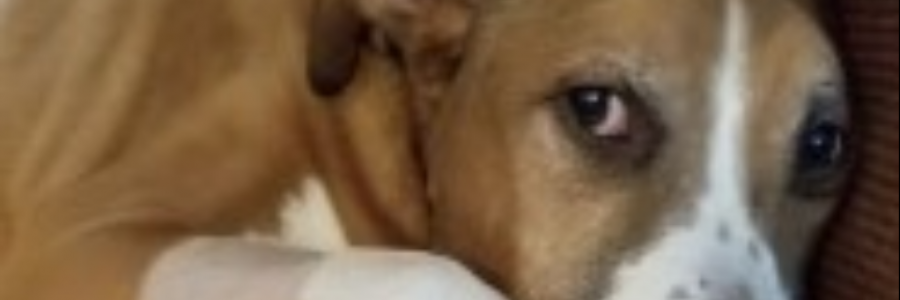 Cover image for post Charlie and the Time Portal, by TheMarginatrix