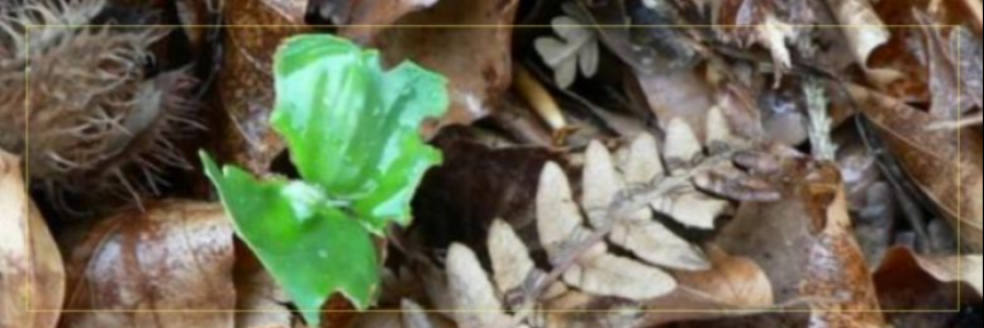 Cover image for post Green to Gold—Dust to Dirt, by JimLamb