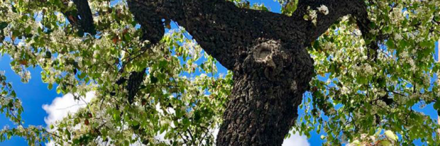 Cover image for post Thank you God, by CaroleTPoland