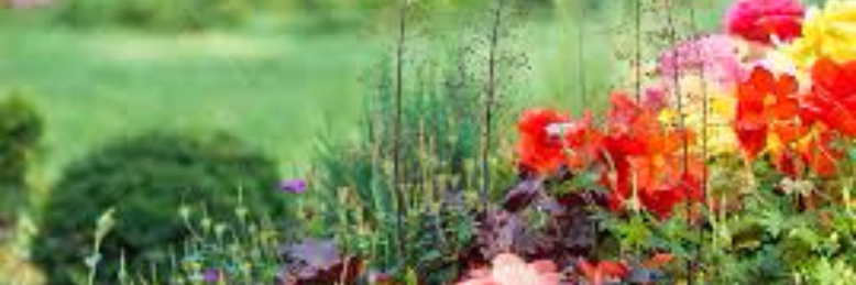 Cover image for post Widowed Wife, by FieryRain