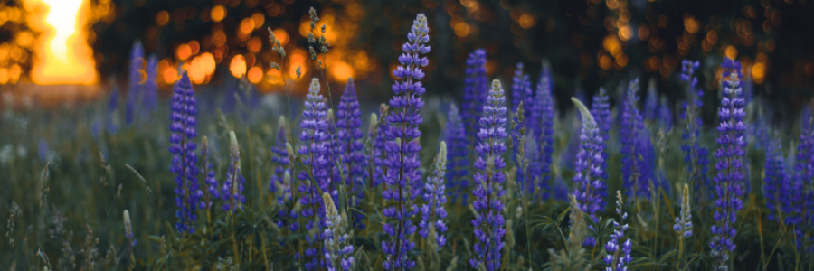 Cover image for post Lessons from the Lupin Lady, by kmhasling