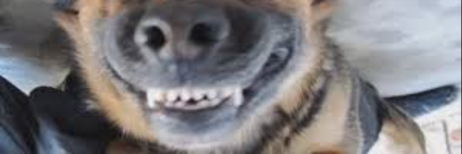 Cover image for post Who, Me?, by sandflea68