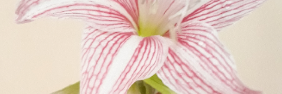 Cover image for post Wild onion, by Ama