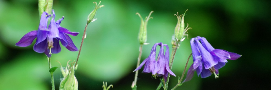 Cover image for post Columbine, by GlassDragonfly