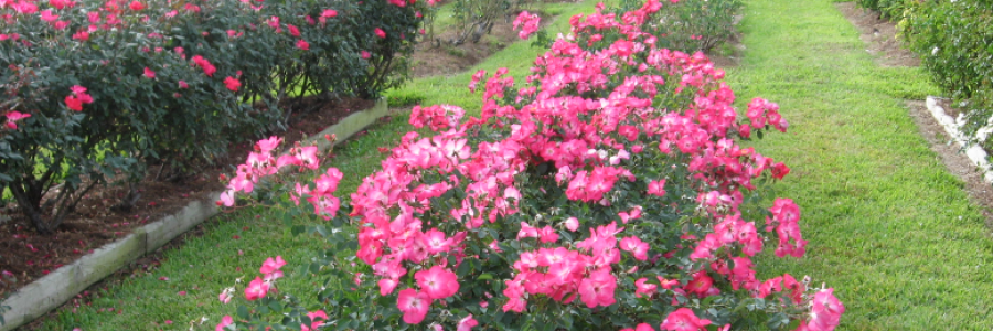 Cover image for post A rose is a rose is a rose ..., by Danceinsilence