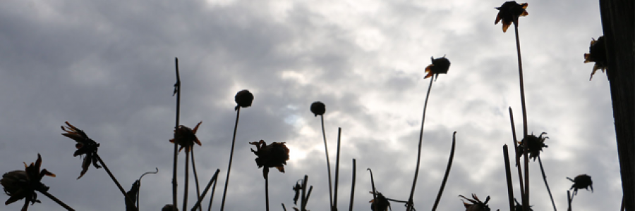 Cover image for post Fading of Beauty, by SikoraRaiyn