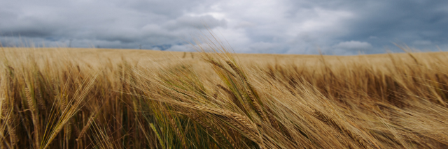 Cover image for post misdiagnosis, by paintingskies