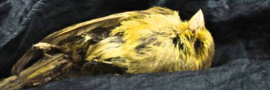 Cover image for post Sharp Feathers, by LenoraHoward