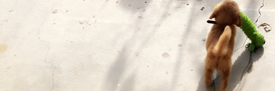 Cover image for post Little Theo, by _b