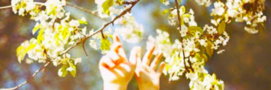 Cover image for post Honey and its bees, by FiaA