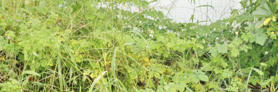 Cover image for post Hilda's Daughter, by paperbird