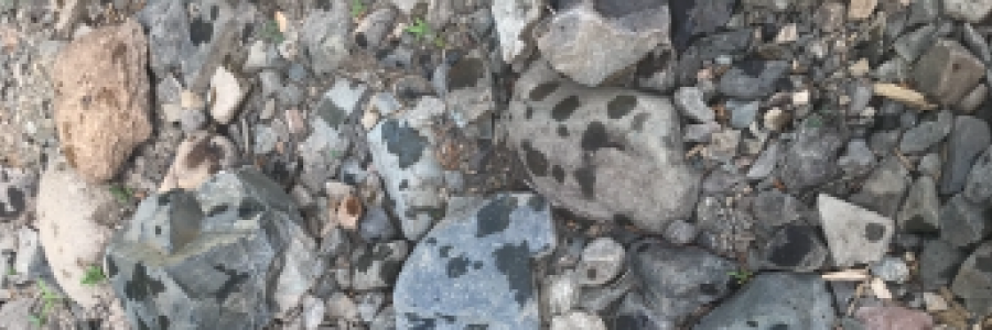 Cover image for post Sunflower Eclipse, by Mazzmyrrheyes