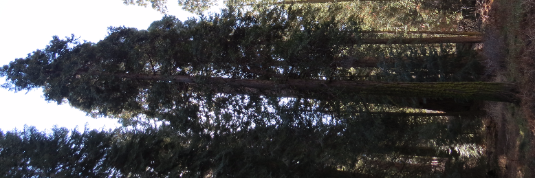 Cover image for post Round and Round Lipogram in E, by KWPisME