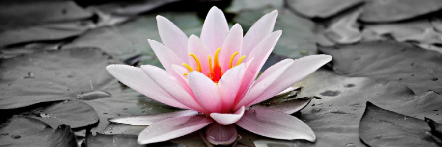 Cover image for post Lily, by JaredHammer