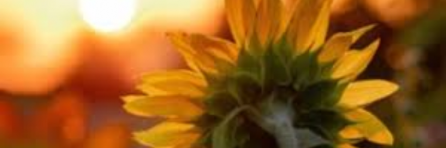 Cover image for post Look the Other Way, by sandflea68