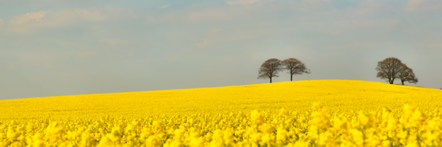 Cover image for post Warm Summer Afternoons, by ladybell