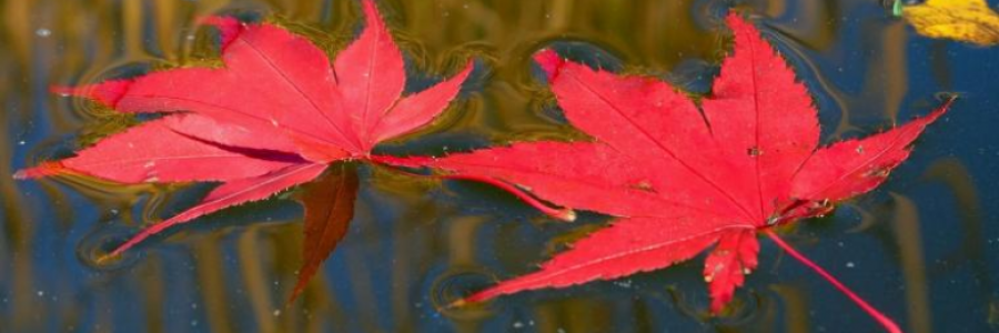 Cover image for post Elusive, by AngelicaCooper