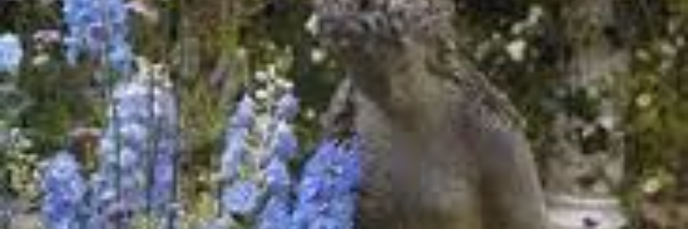 Cover image for post garden Love, by wordSwork