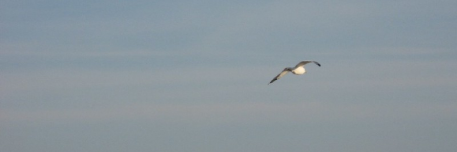 Cover image for post As I See It, by Danceinsilence